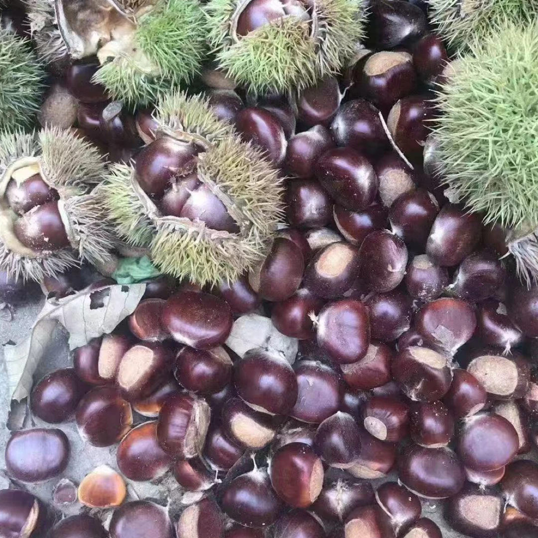 现剥现卖新鲜板栗即食脆甜粉糯