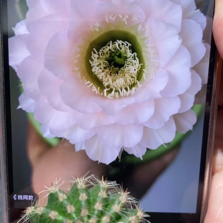 香香新8号侧芽3-3.5公分左右