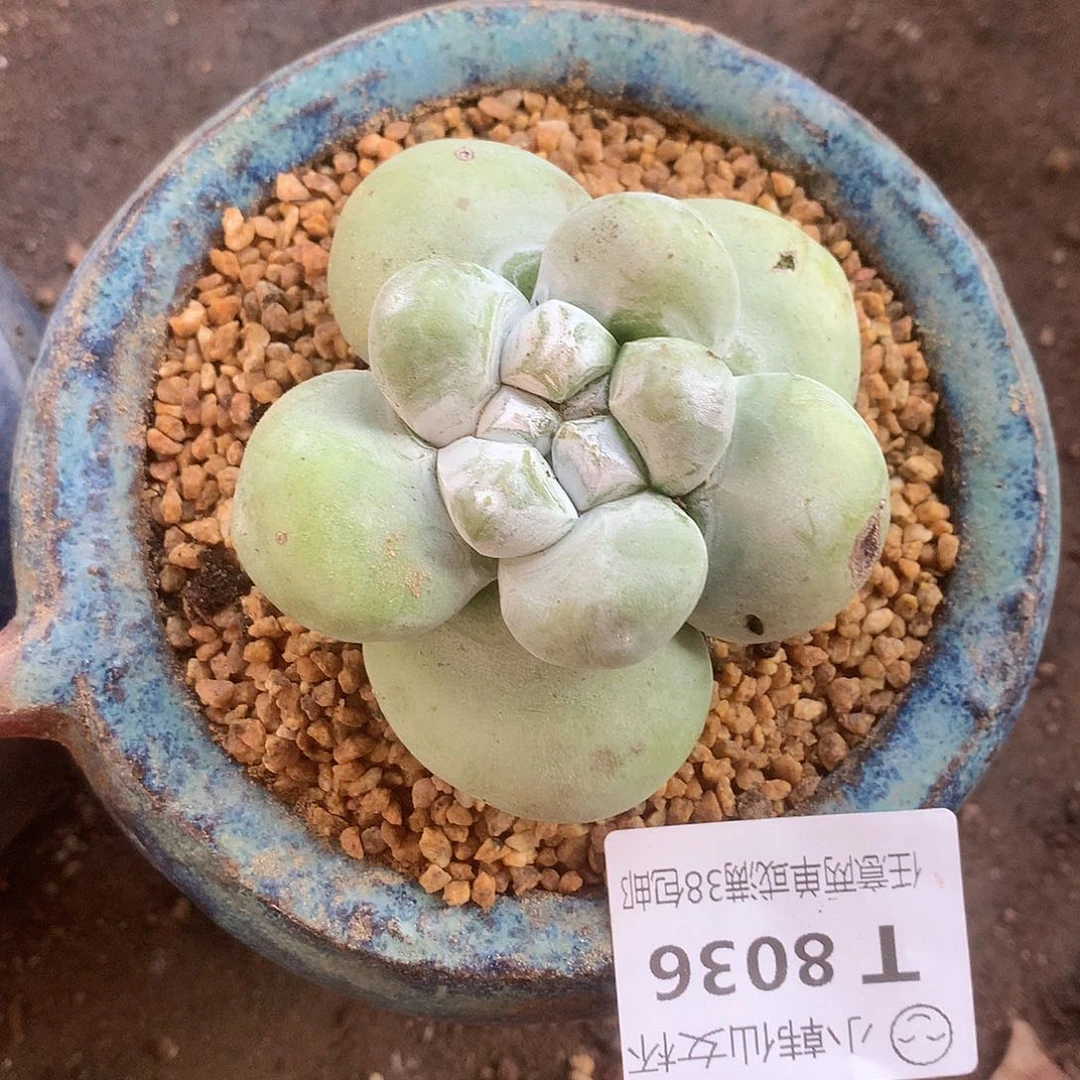 8036拇指仙女杯多肉