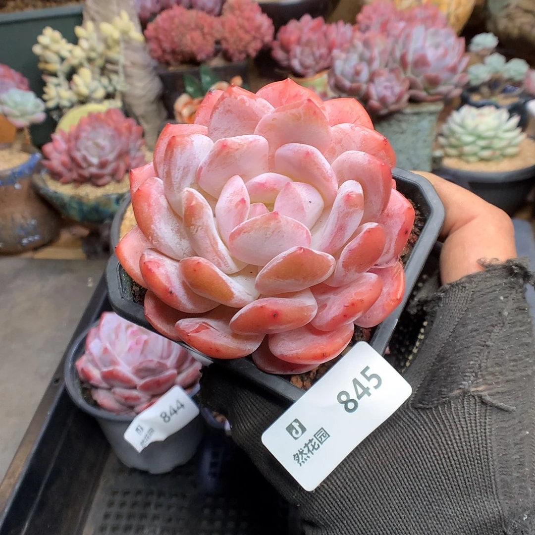 845肥橙多肉植物6366
