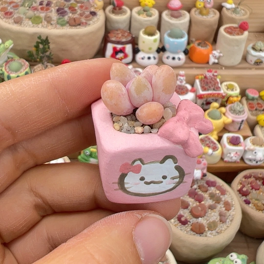 Z***z多肉植物98号粉色