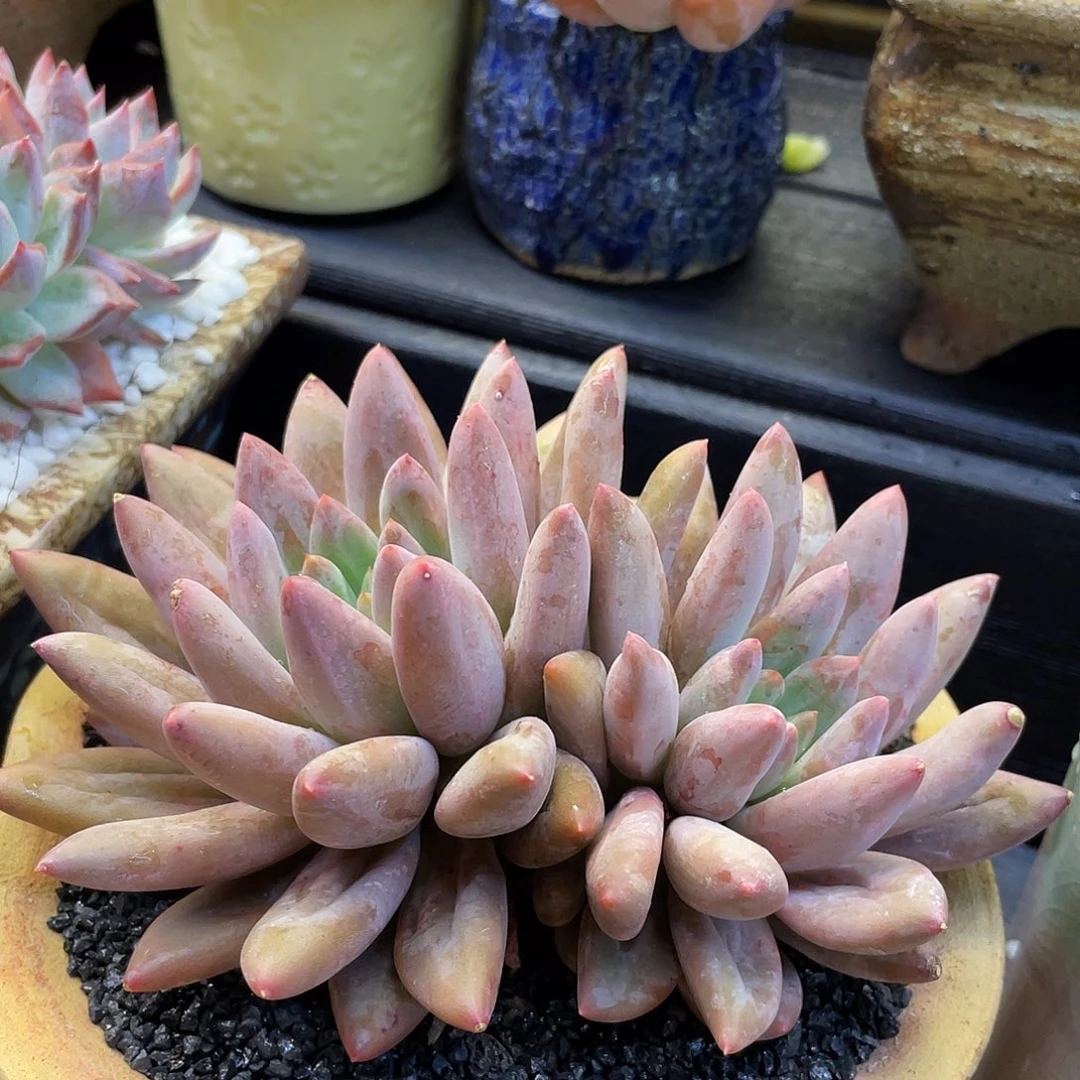 红蜻蜓多肉植物盆栽