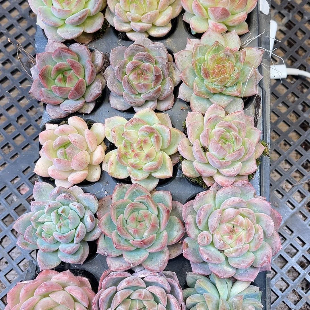 多肉一物一拍20-137