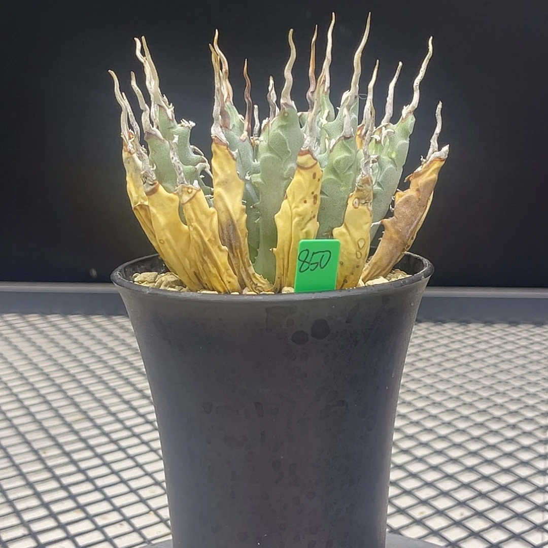 曲刺妖炎850带盆土