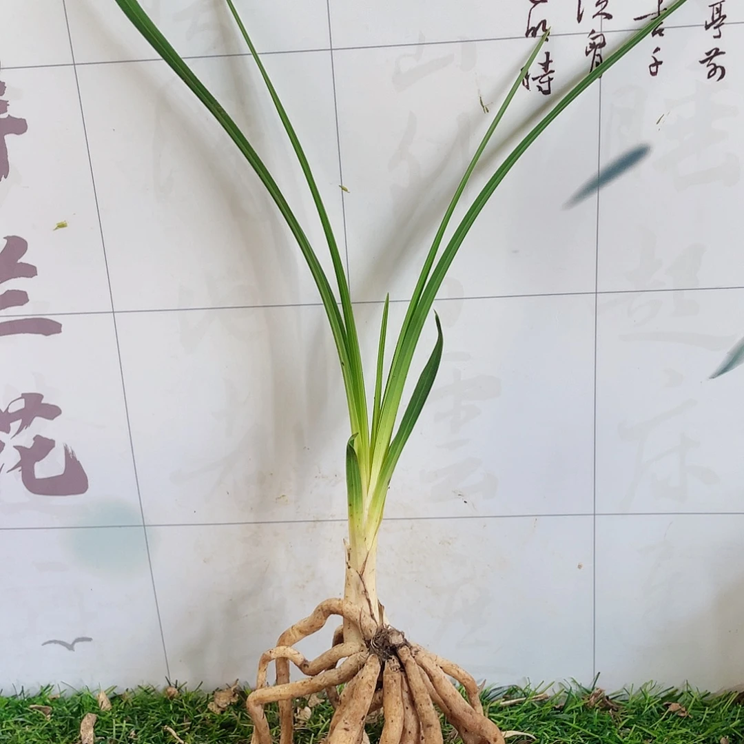 用***6完全开放兰花兰花