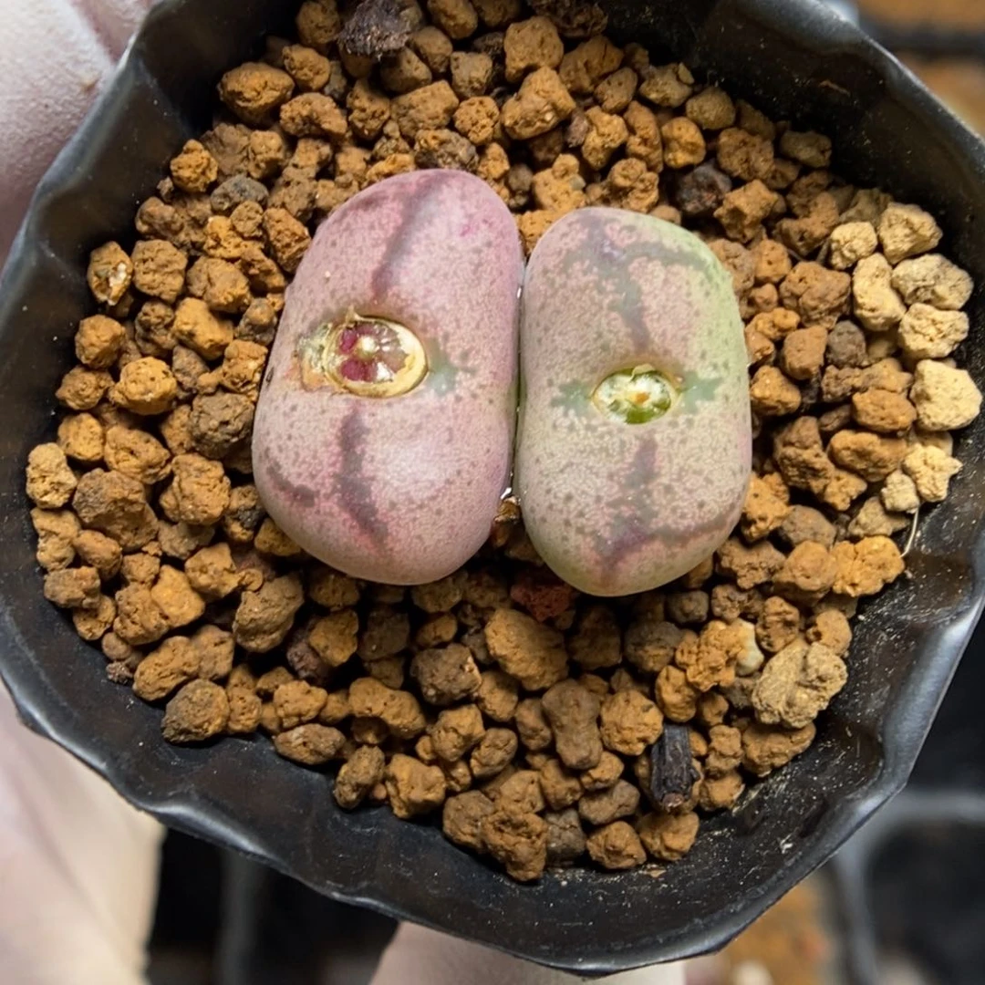 多肉植物肉锥杂交K-944 粉体粗纹