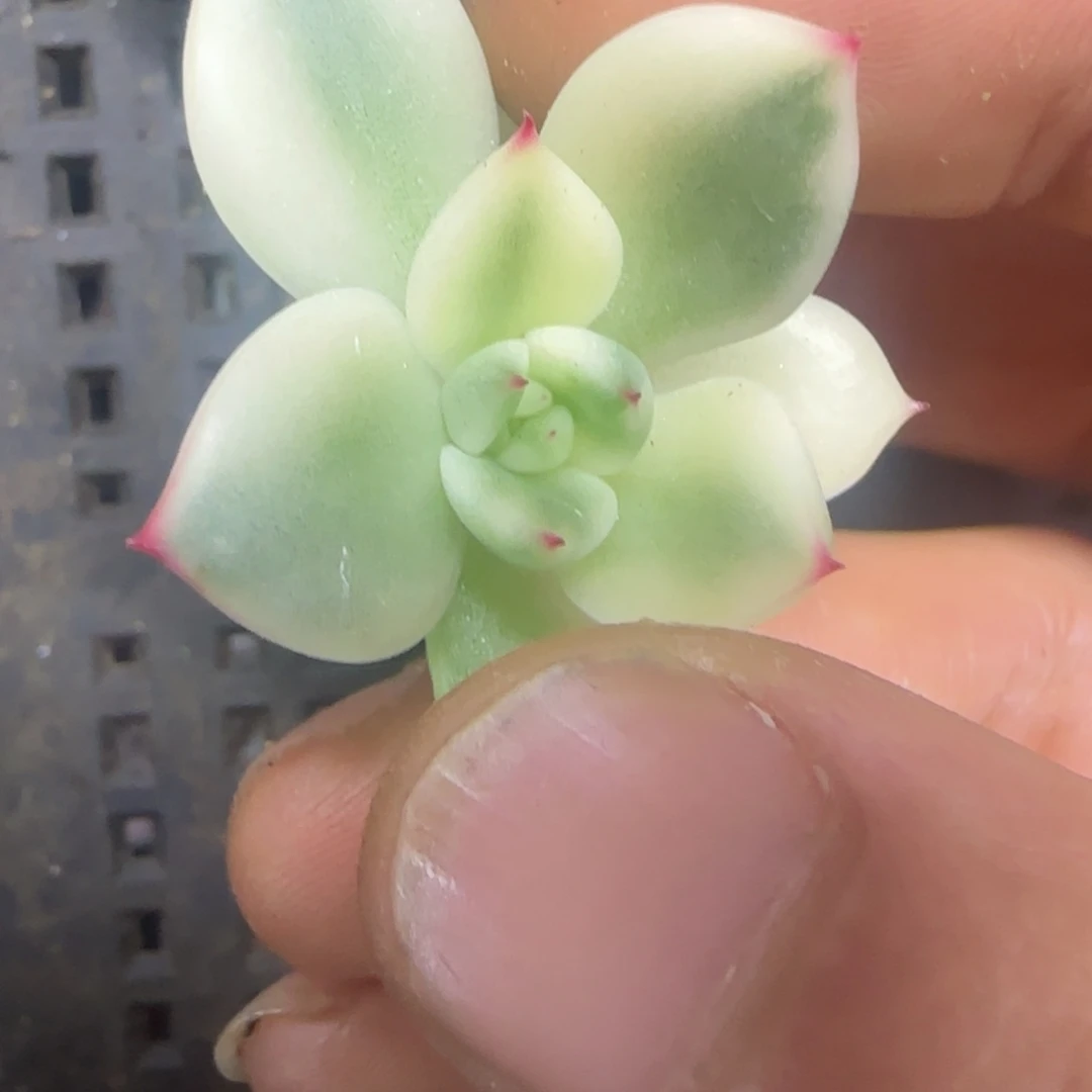 生***光生命 啊斯娜锦 多肉