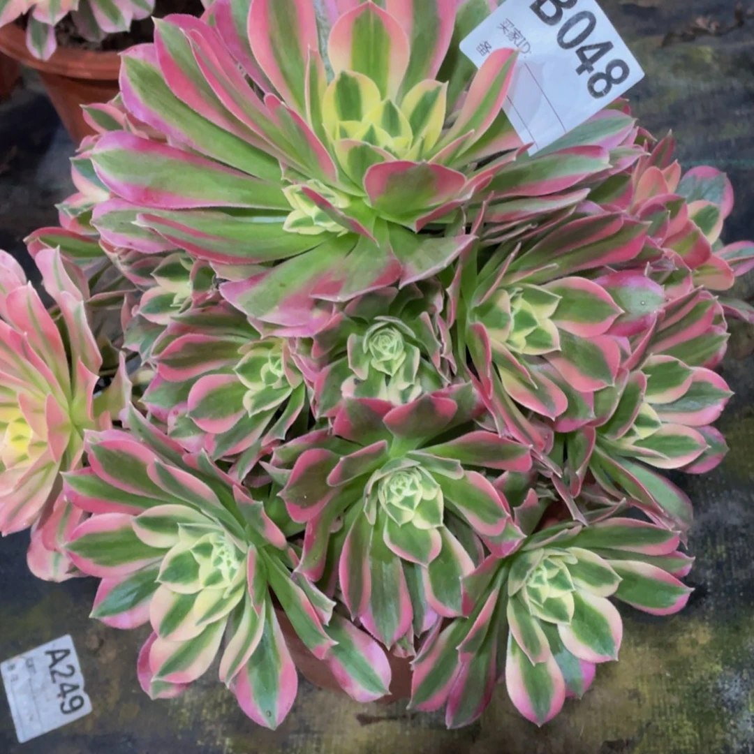 048白凤11111多肉