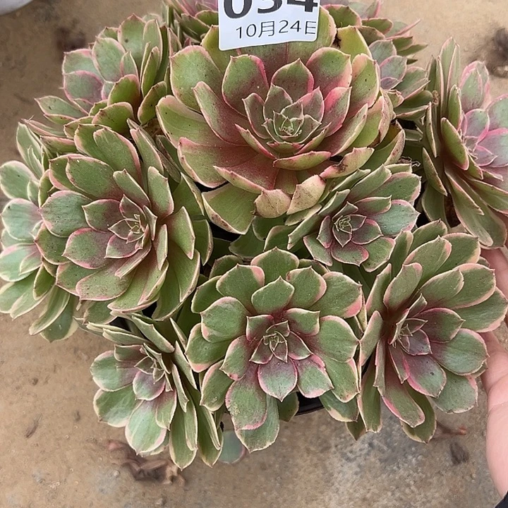 10.24-34粉花妖多肉植物1