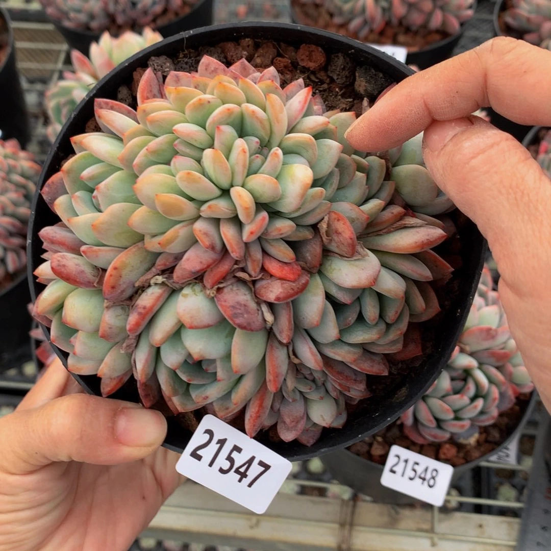 21547多头嗯嗯嗯哦！