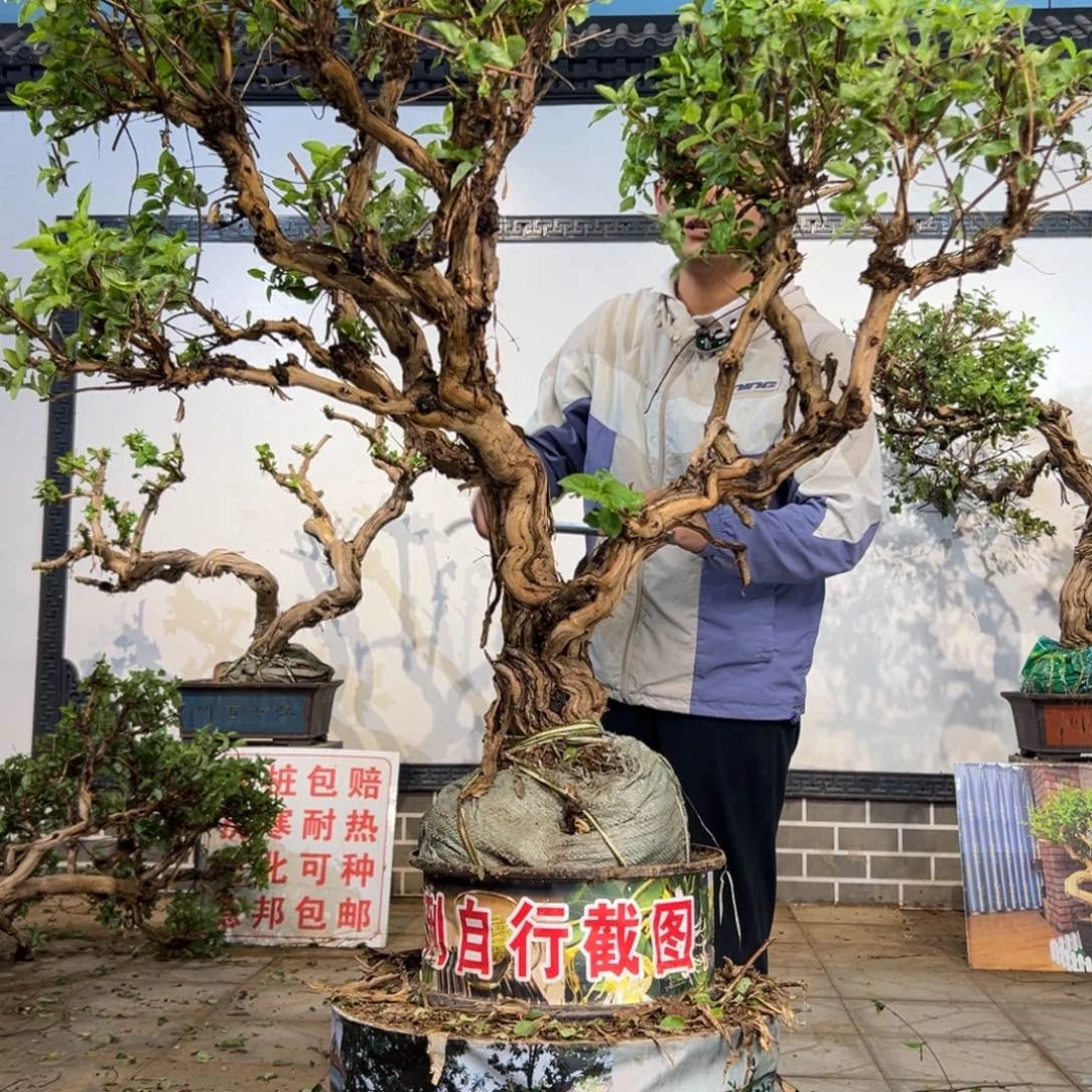 完全开放金银花开花3696559569