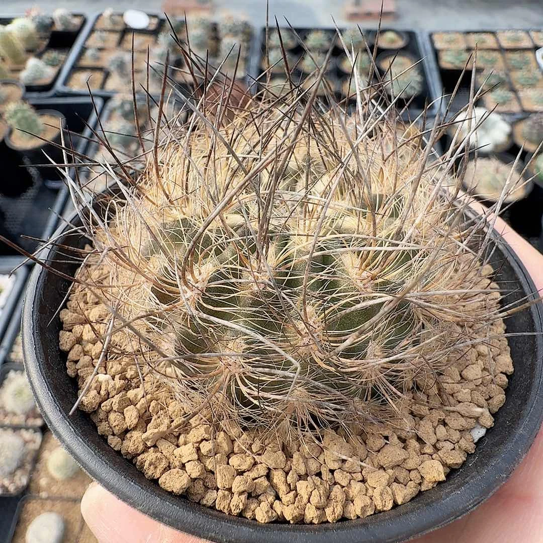 实生黑刺智利脱土发货