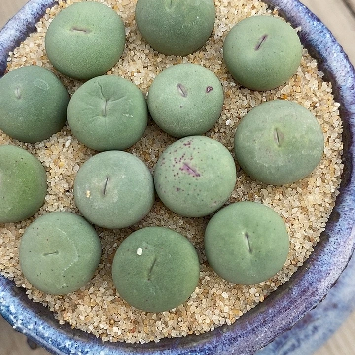 30108小红嘴一组。