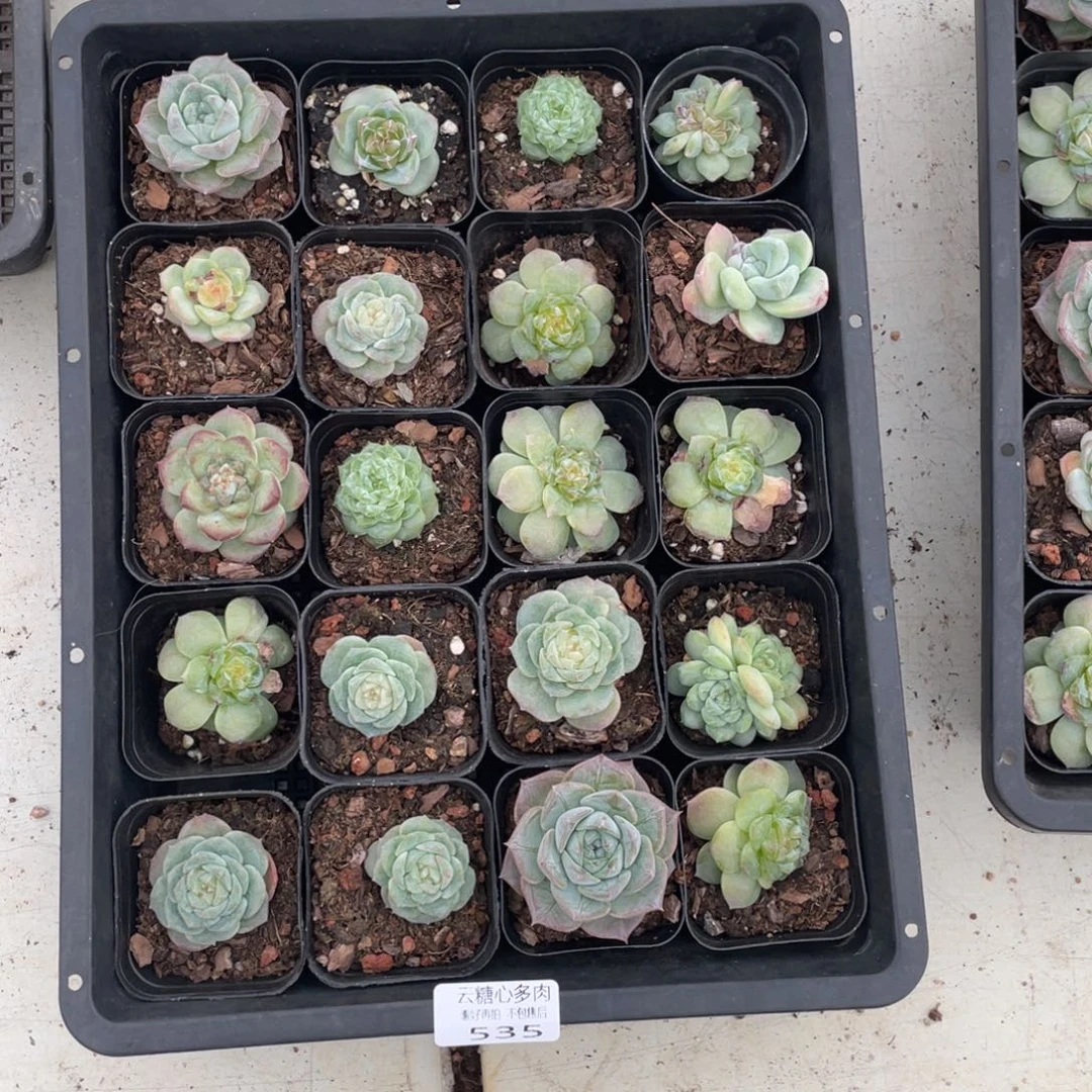 云糖心多肉植物535