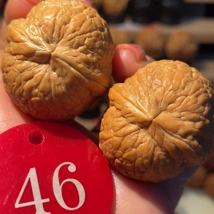 粗筋彩西瓜36尺寸