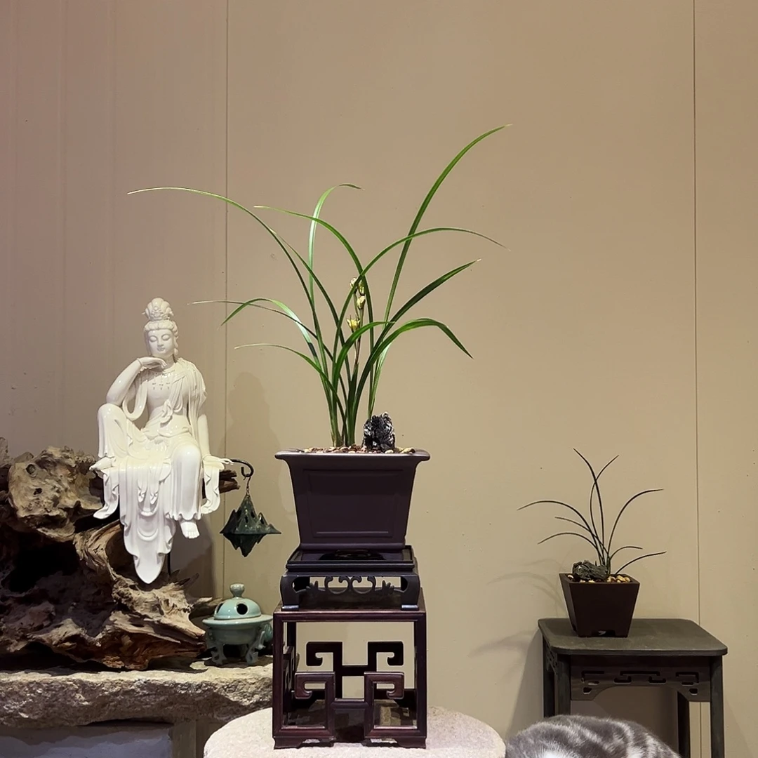 大部分花苞少量开放红凤