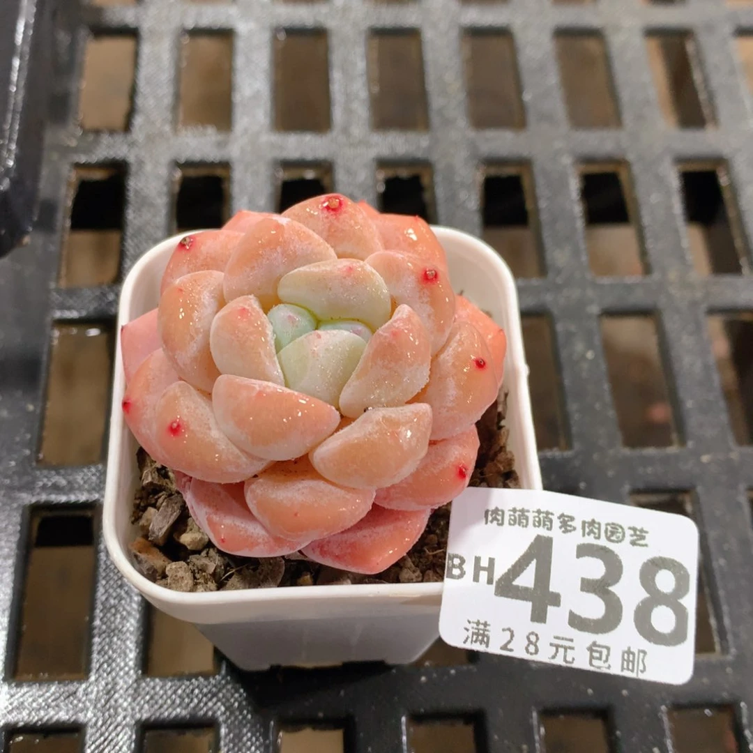 肉萌萌5cm拇指盆精控多肉BH438