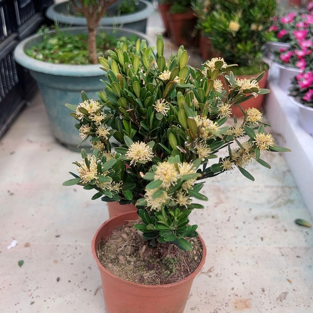 1黄杨绿植盆栽观赏