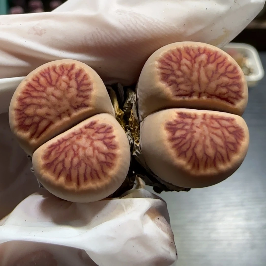 1.19，红窗菊捡漏福利，9020