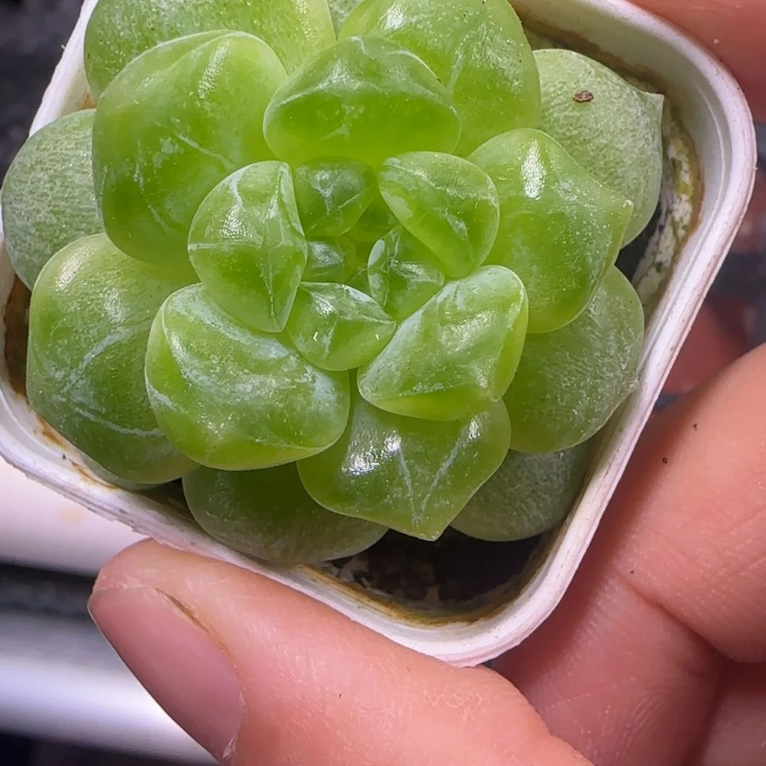 隐藏财富中苗盆白灯下一个满25包邮