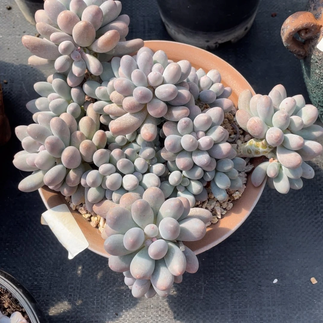 防***科弥鹿之森一物一拍