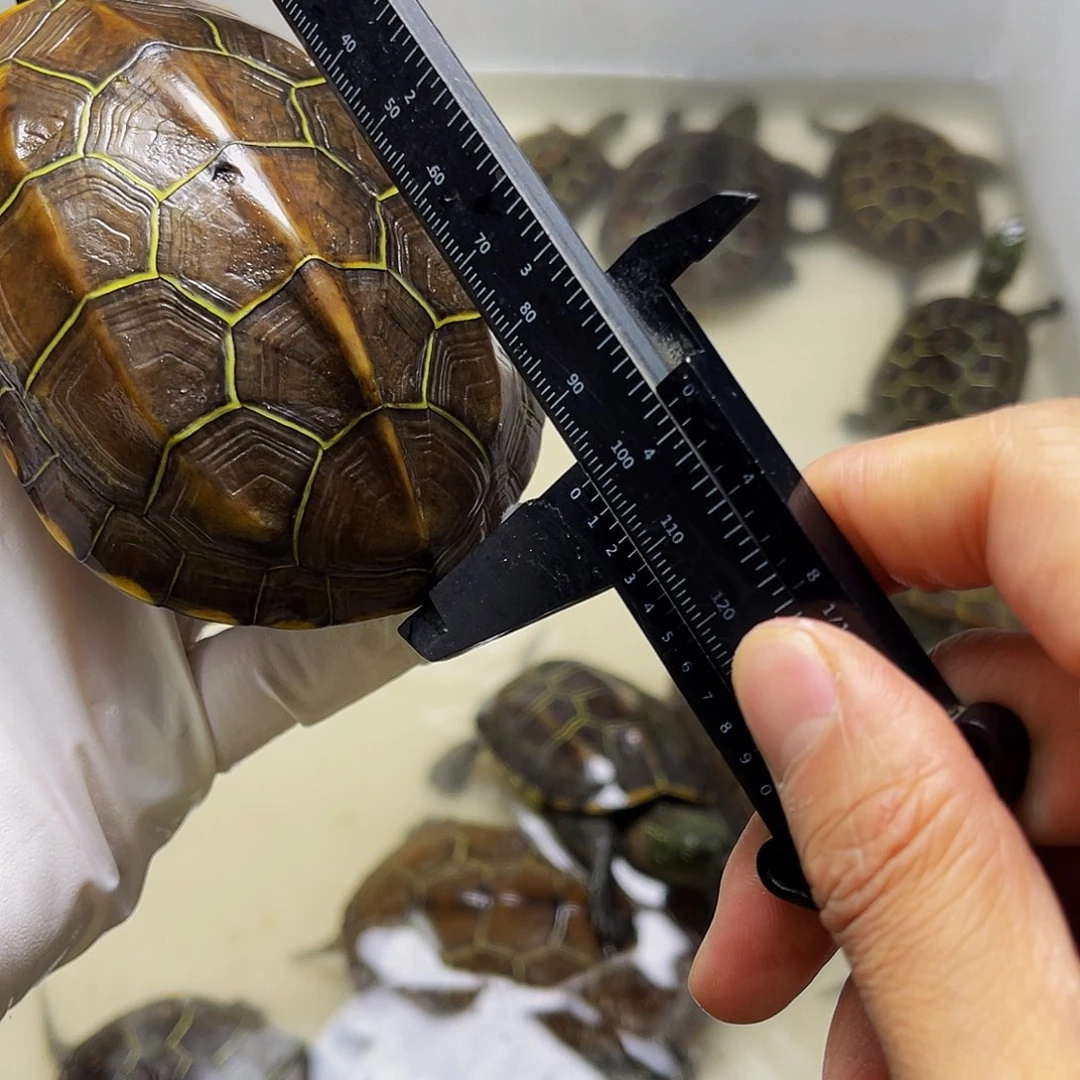 中华草龟母1238899