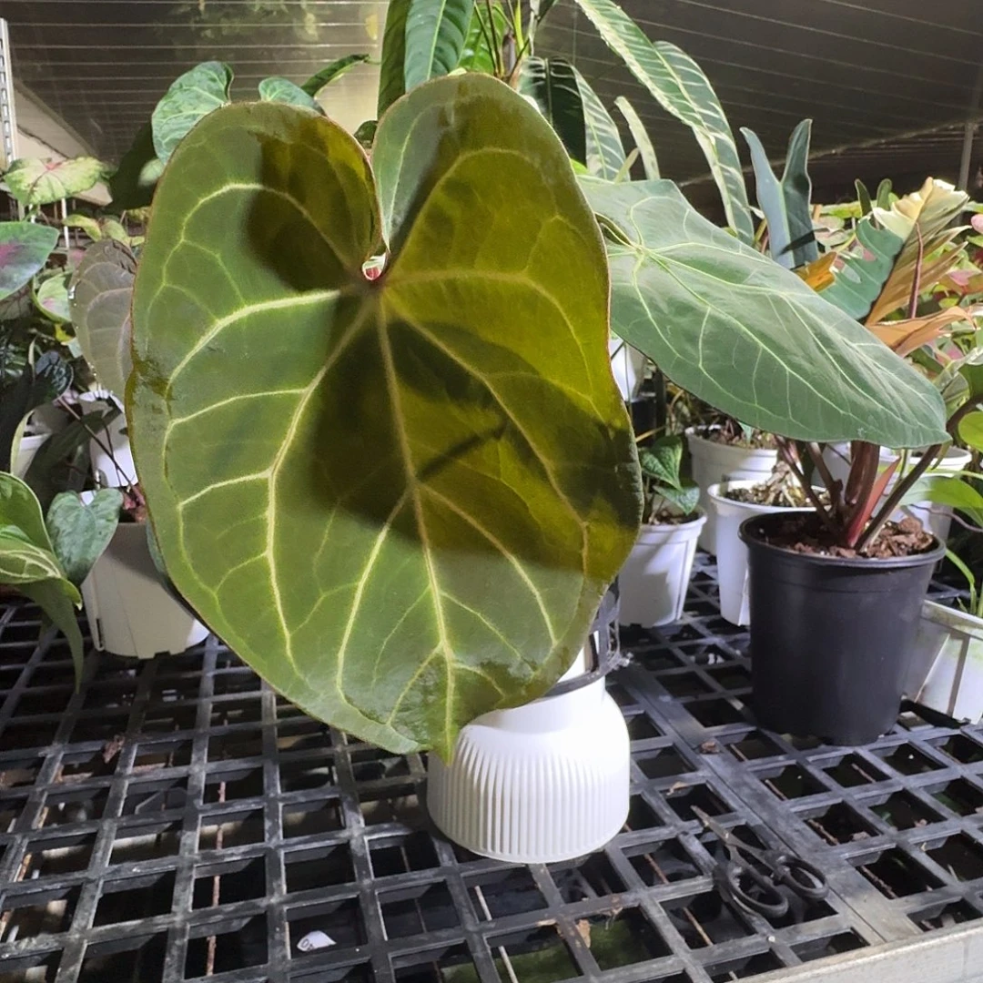 送***盆无花朵一物一拍A75