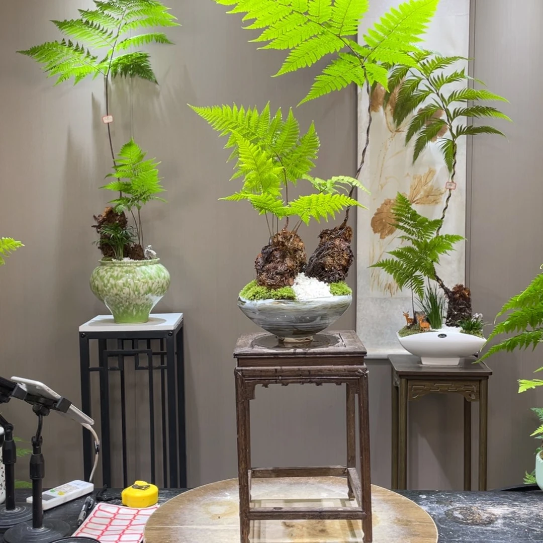 嘉*蕨类植物和灌木植物为