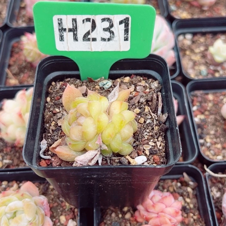 啊**仙极品冰魄双头4c m