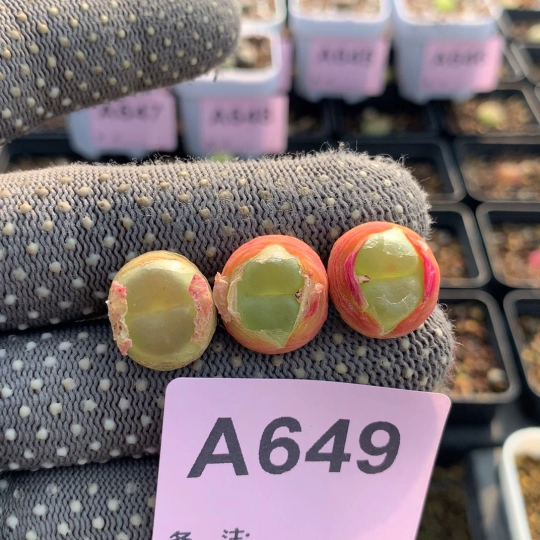 媛*a649紫皮拉登母本