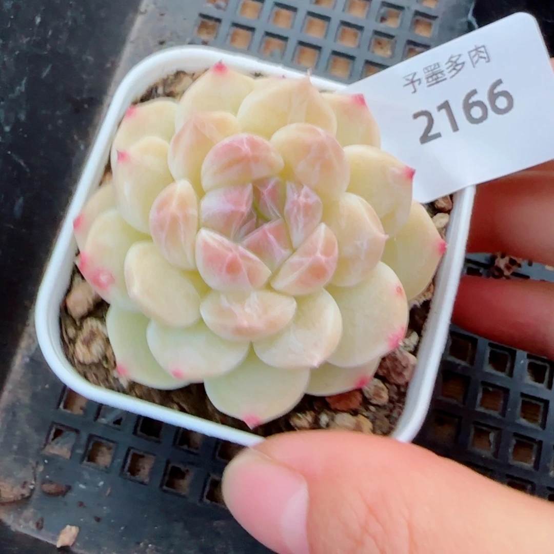 黄冰魄，2166多肉植物
