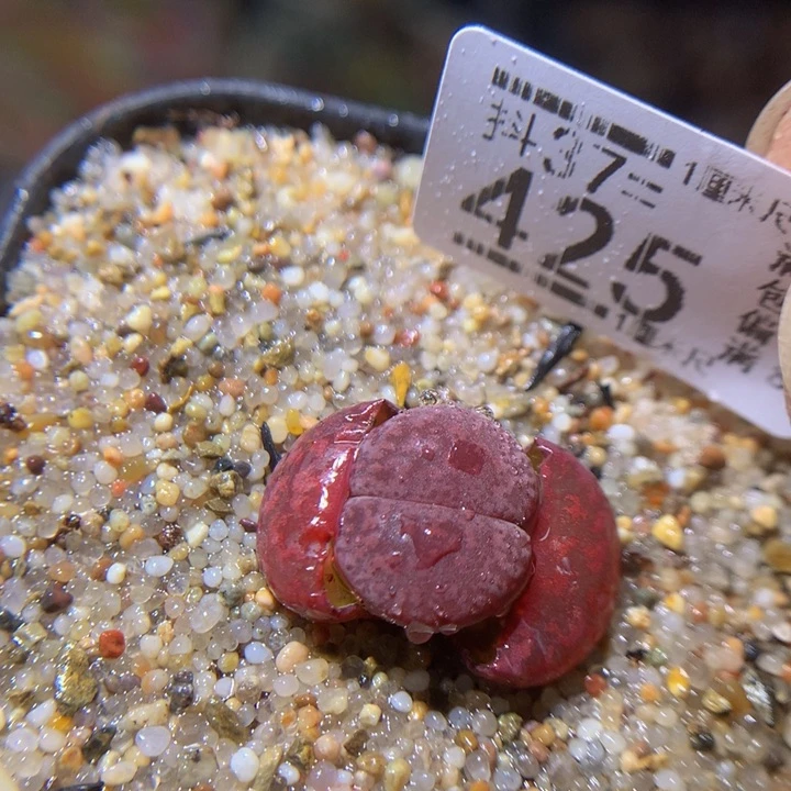 精品生石花37.425