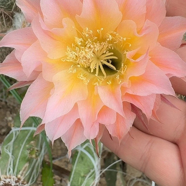 20号彩草5公分侧芽