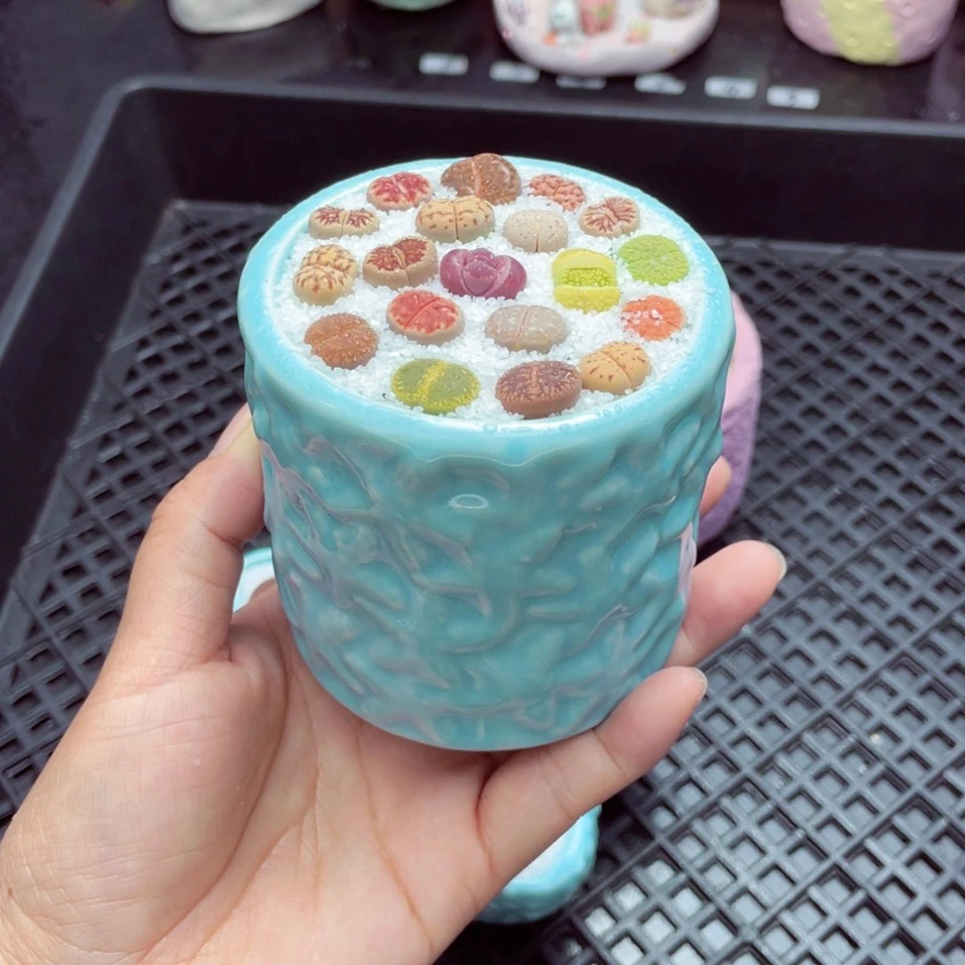 w2107 带盆土发货一物一拍