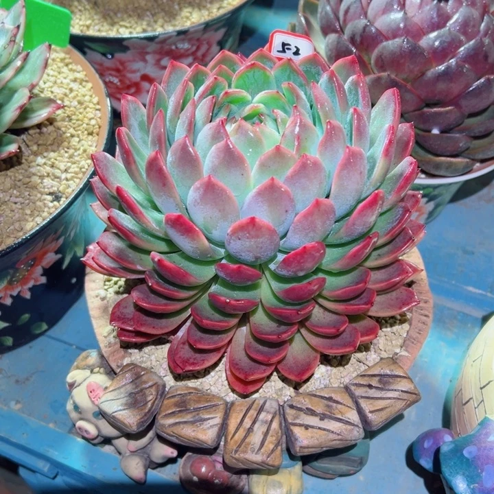 小*精品多肉植物老桩