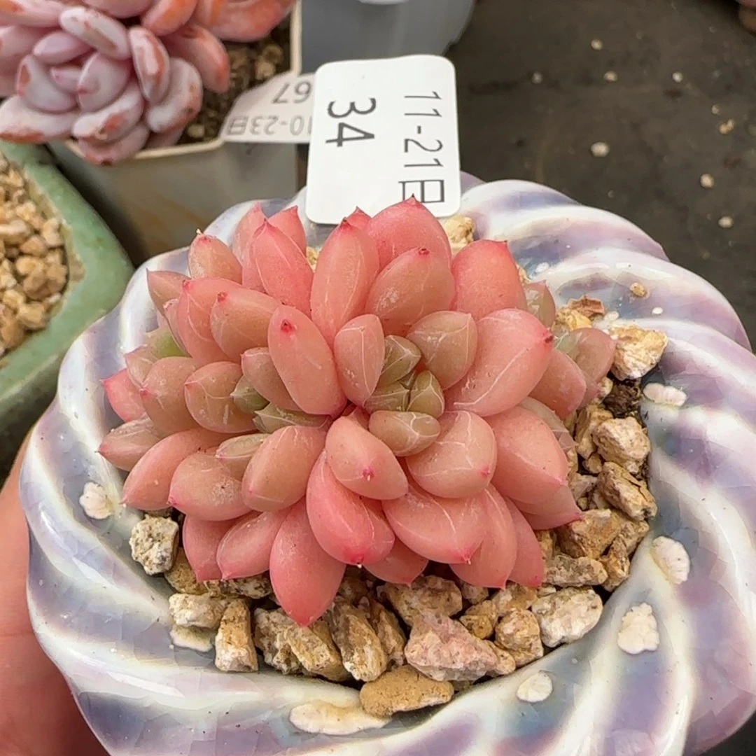百达翡翠五头朵朵