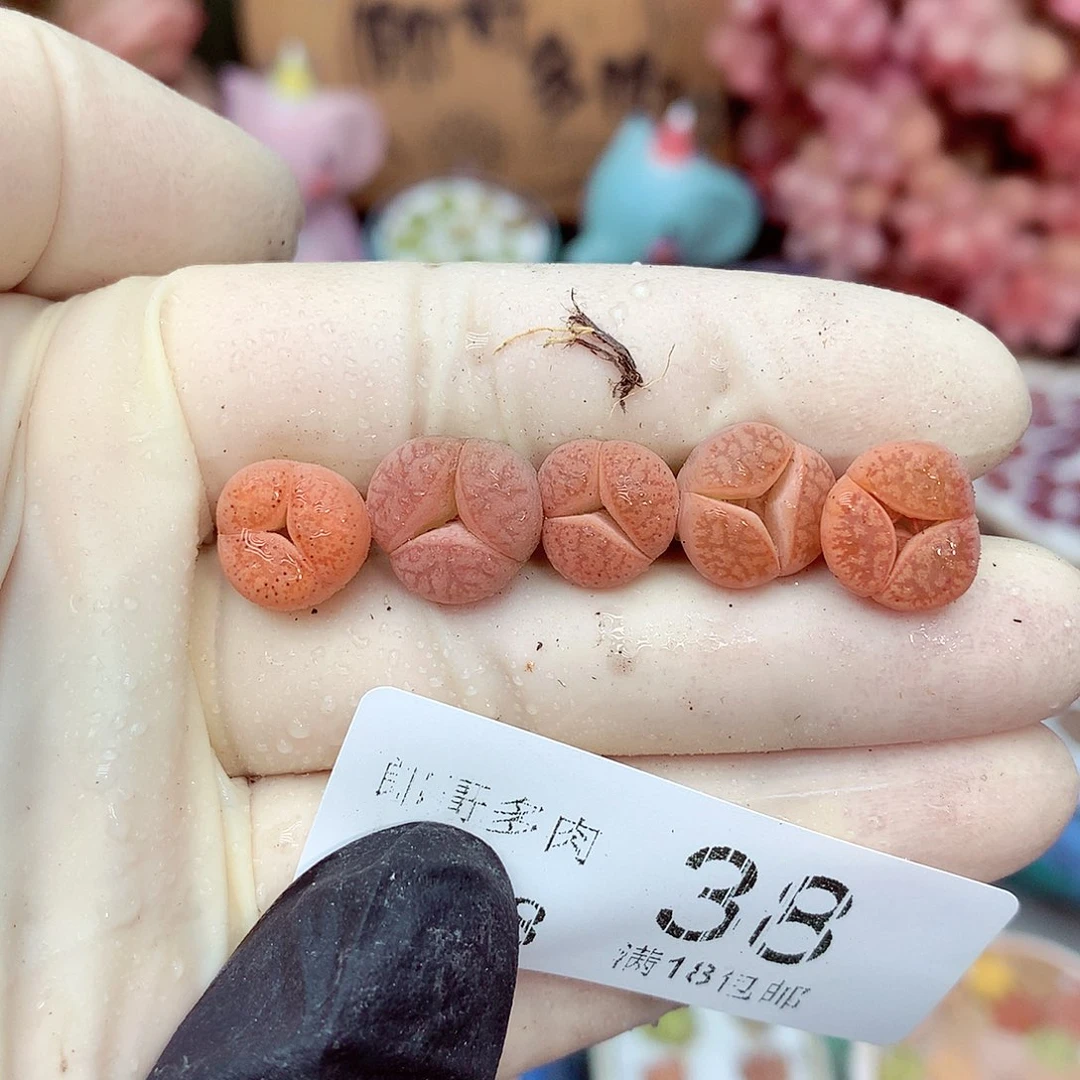 生石花满18包邮8-38