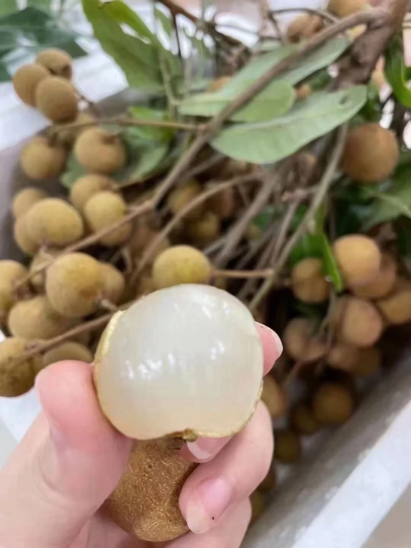 广东惠来新鲜现摘古山龙眼10斤冷链包邮当季水果清甜多汁