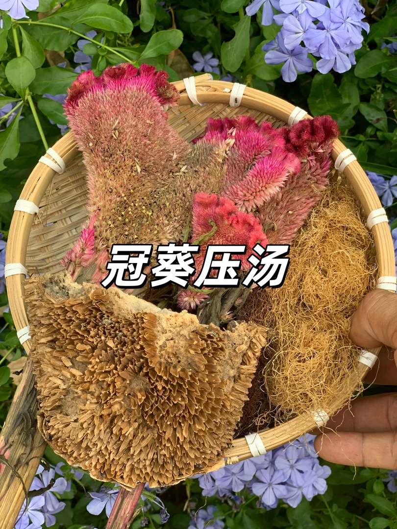 （祖传配比）湖南高山野生自己采摘鸡冠花玉米须向日葵盘组合煲汤用