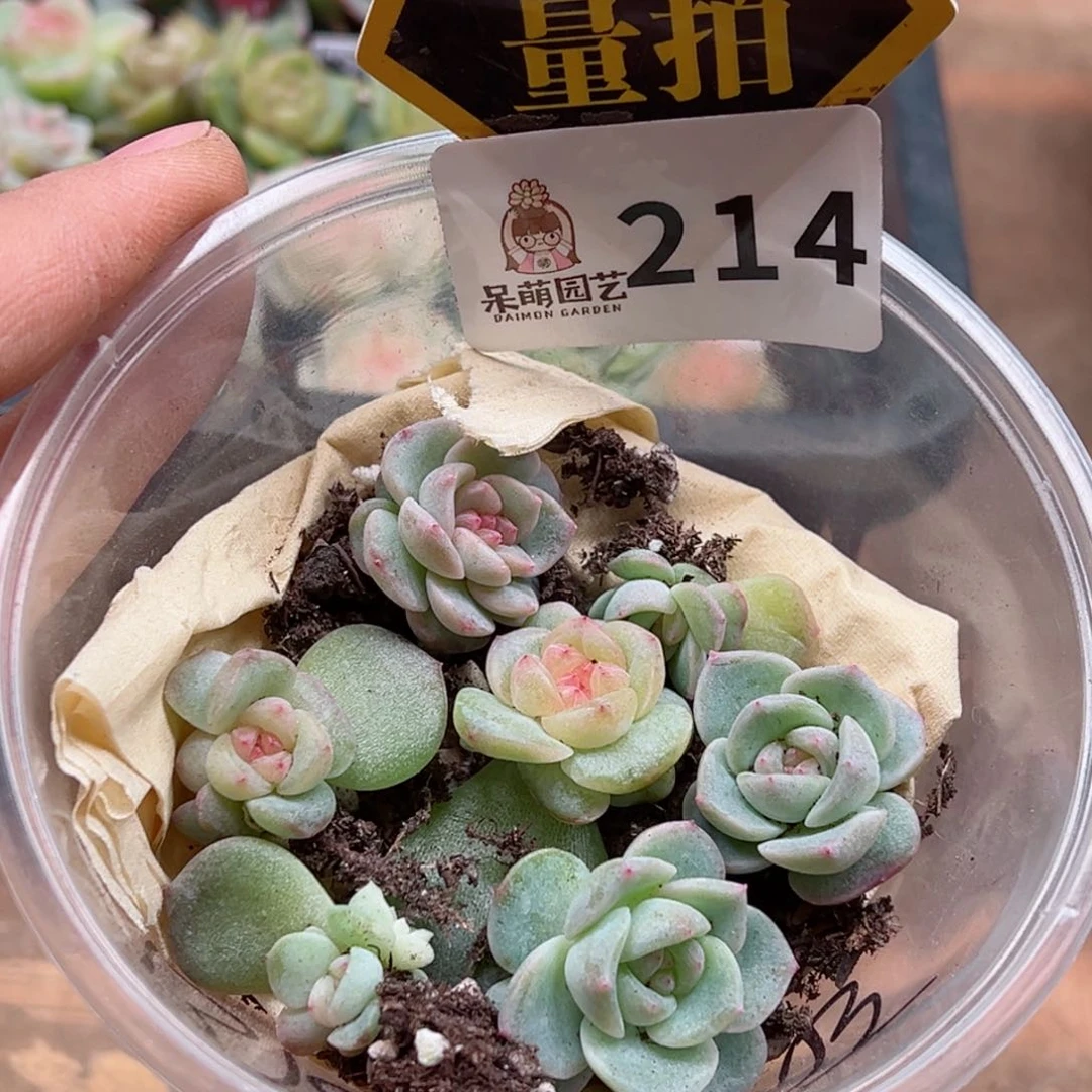 多肉植物多肉植物