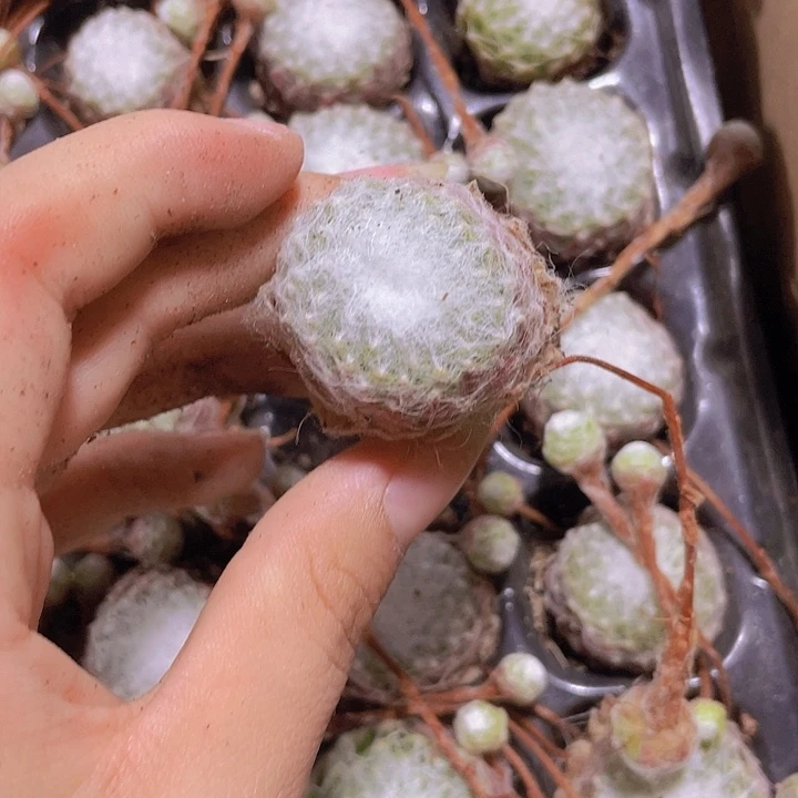 12精品蛛丝2颗一组