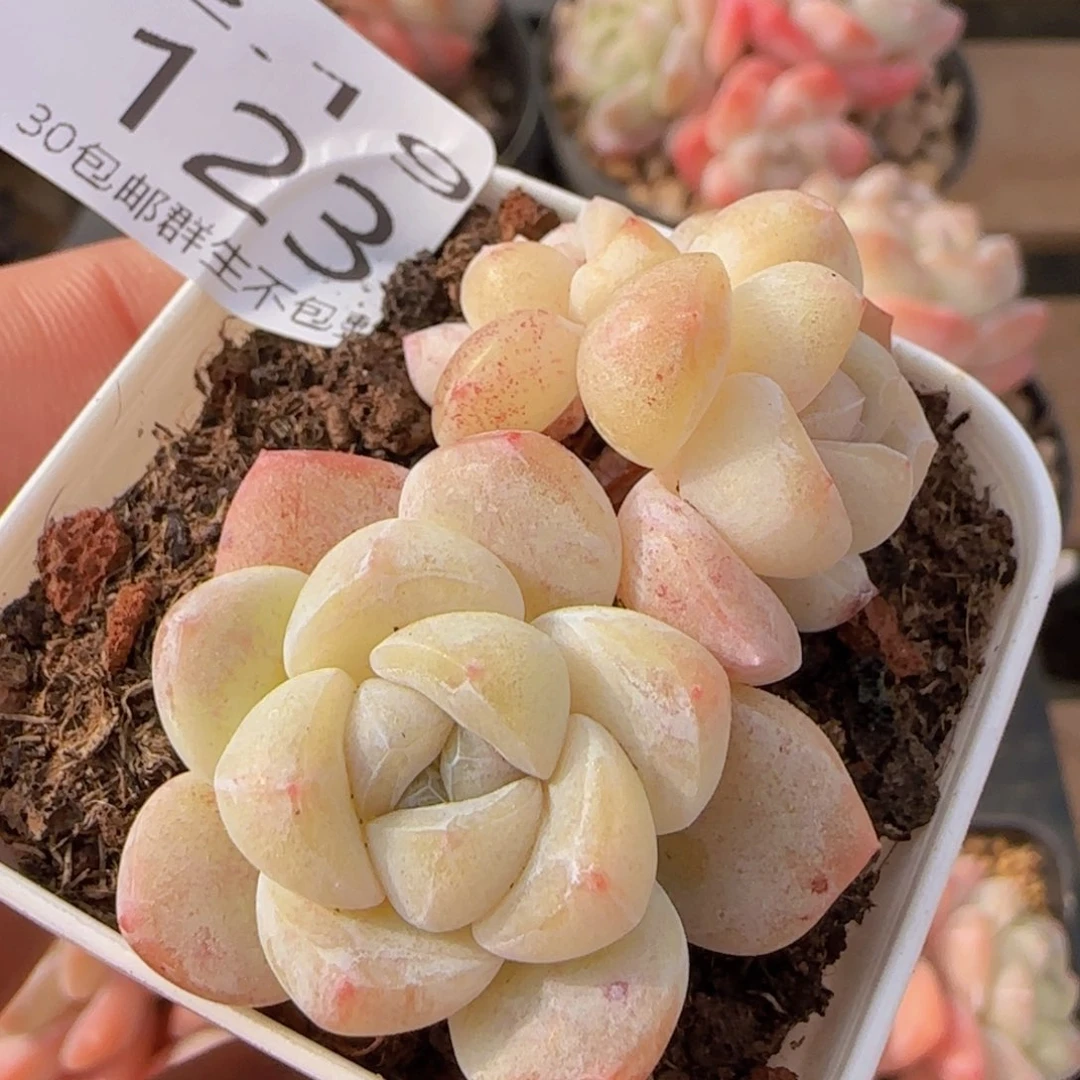 三头白体糖心冰玉一颗