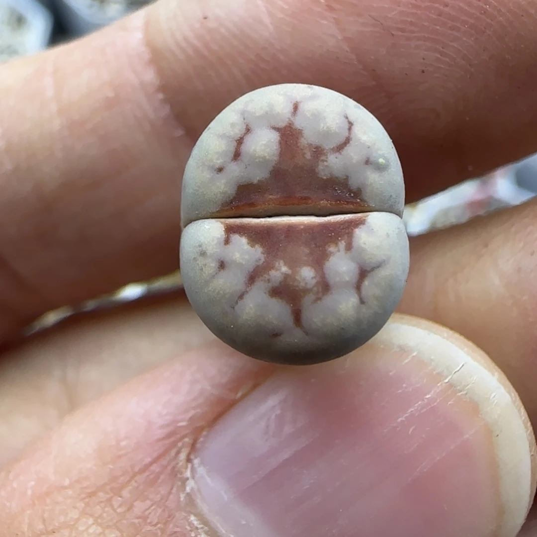 859 清框福利30包邮