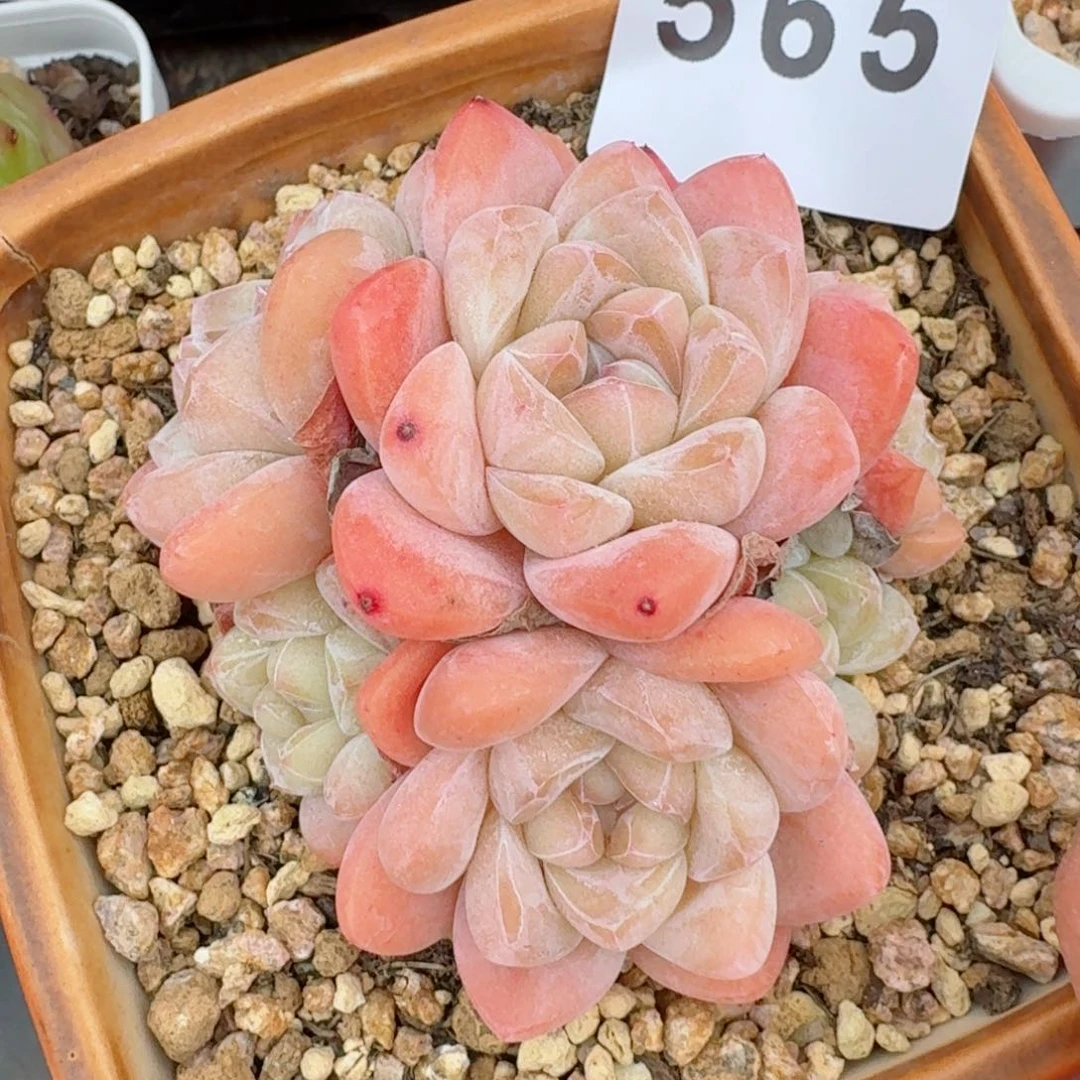 ?****糖冰玉群生         多肉植物