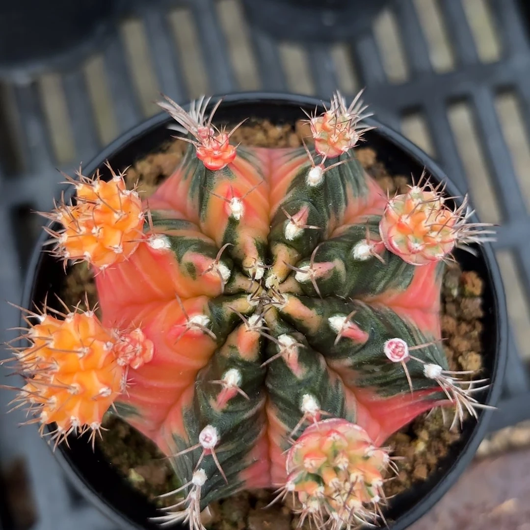 Z740-1117泰国米哈奥赛罗