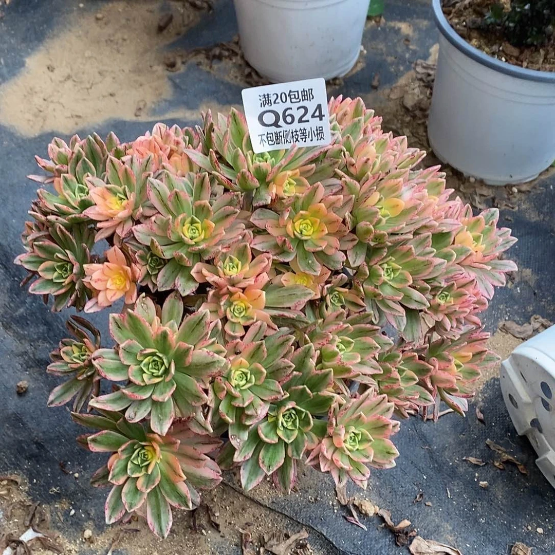 624甜茶多肉法师锦