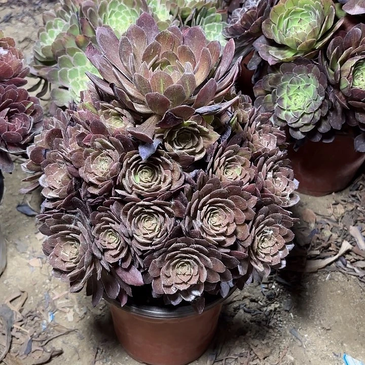 多肉植物法师万灰10