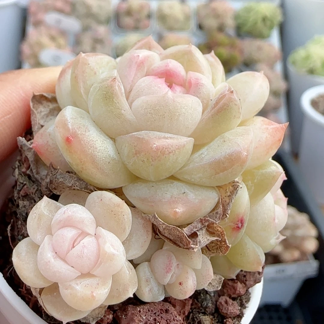 【闪购商品】0121-31糖心福利