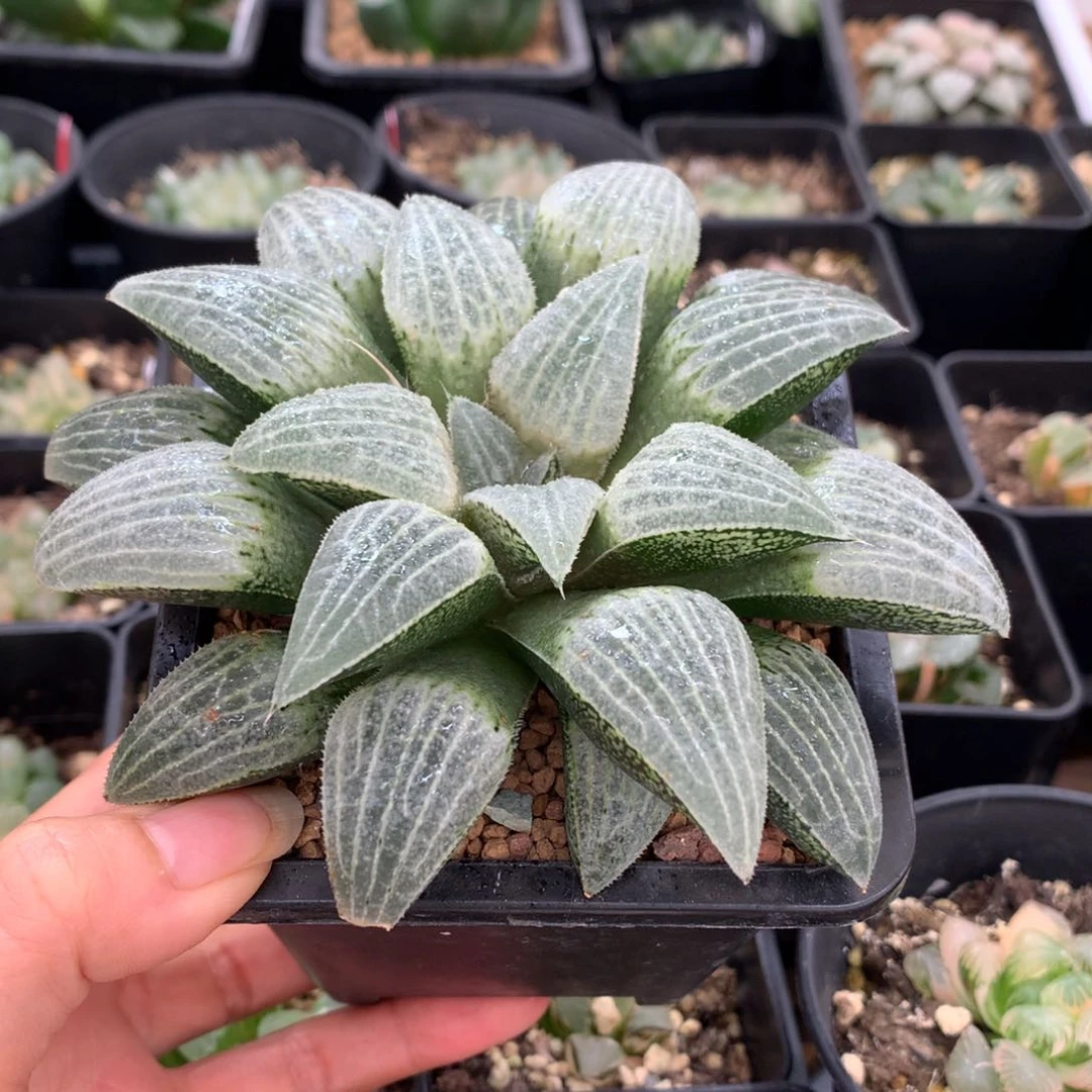 儿*实生寿，带盆发货