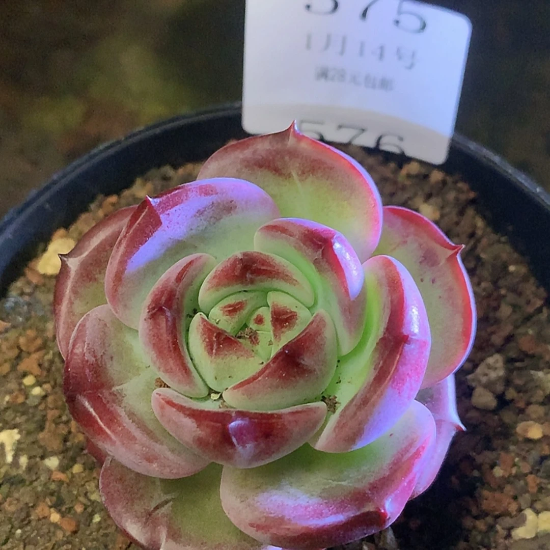 【闪购商品】云575